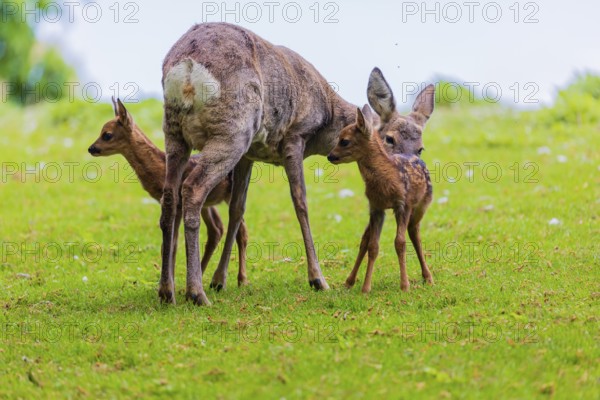 One female Roe Deer, (Capreolus capreolus), stands on a meadow with her two fawns