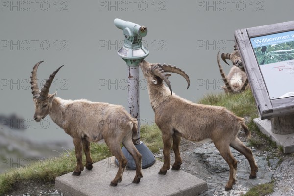 Some ibex (Capra ibex) walking along the Grossglockner High Alpine Road, looking interested on the information sign and the Monocular, behave like tourists. On 2500 m sea level in the Hohe Tauern National Park