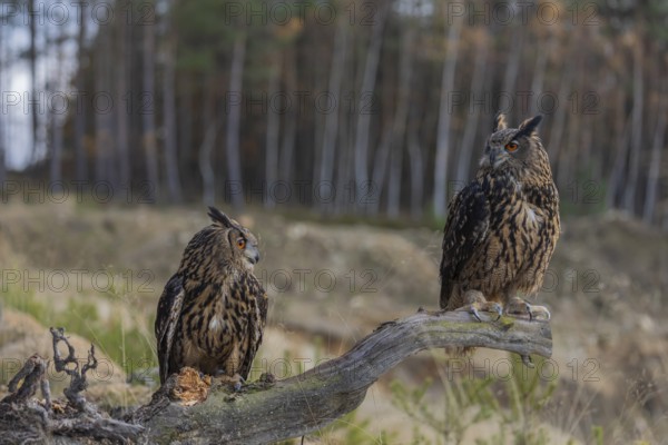 Two Eurasian Eagle Owls, Bubo bubo, sitting side by side on a root of a dead tree. A forest in the background
