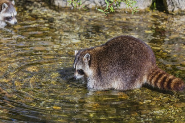 One adult Raccoon, Procyon lotor, stands in the shallow water of a creek searching for food