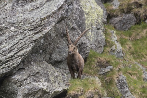 One adult ibex (Capra ibex) standing between rocks, frontal portrait, on 2500 m sea level in the Hohe Tauern National Park
