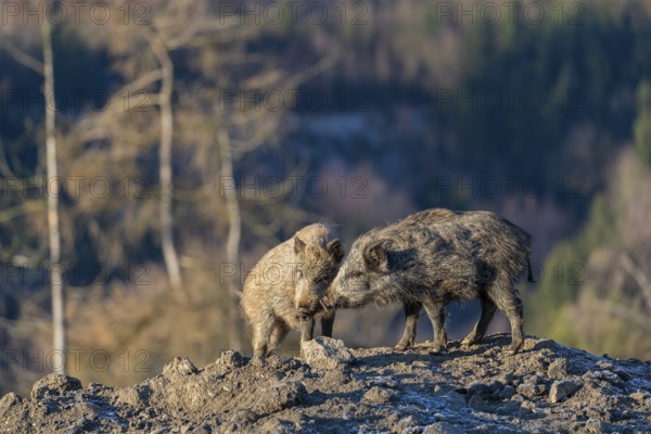 Two young wild boar or wild pig (Sus scrofa) standing on a small hill on an opening. First sweet morning light, a forest in the background