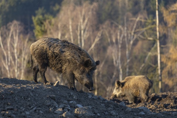Two wild boar or wild pig (Sus scrofa) searching for food on an opening. Early morning light