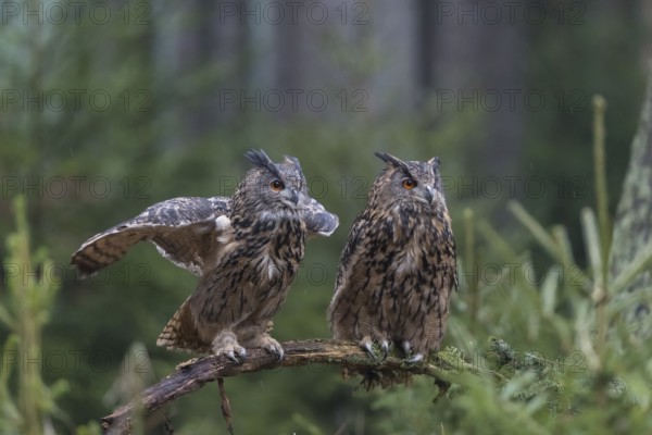 One female and one male Eurasian Eagle Owl, Bubo bubo, perched on a branch. A forest in the background