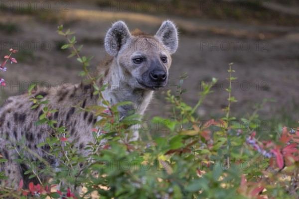 One young adult male spotted hyena (Crocuta crocuta), or laughing hyena standing behind some bushes with green vegetation in the background