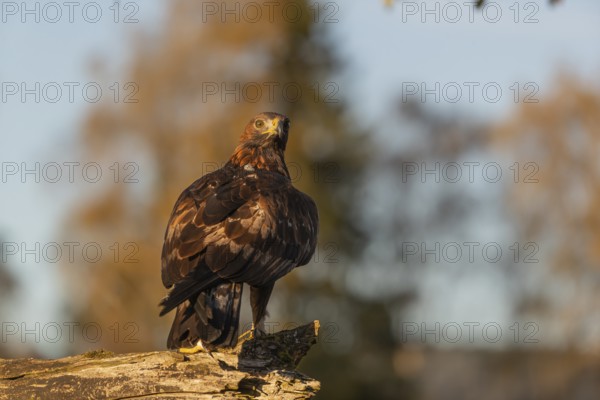 One golden eagle (Aquila chrysaetos) sitting on a broken and rotting log with fall foliage in the background