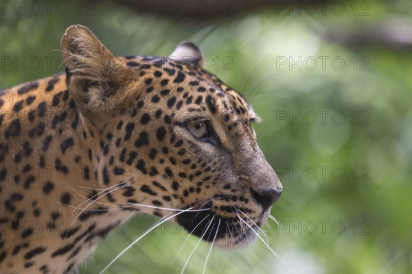 One Sri Lanka Leopard, Panthera pardus kotiya, sideview portrait
