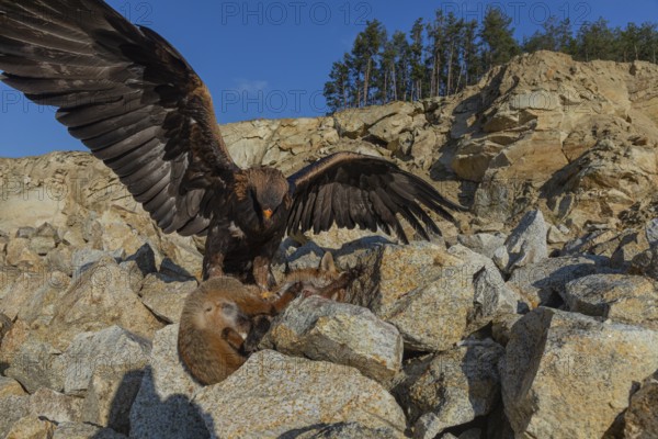 One golden eagle (Aquila chrysaetos) sitting in bright sunlight on a scree slope, feeding on a dead fox. Rocks, trees and blue sky in the background
