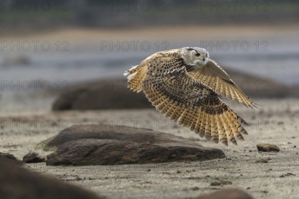 One Siberian Eagle Owl (Bubo bubo sibiricus) flying over a dry lakeshore on an autumnal misty cold morning