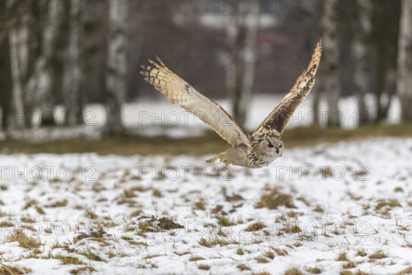 One Siberian Eagle Owl (Bubo bubo sibiricus) flying over a snowy meadow at the edge of a a forest