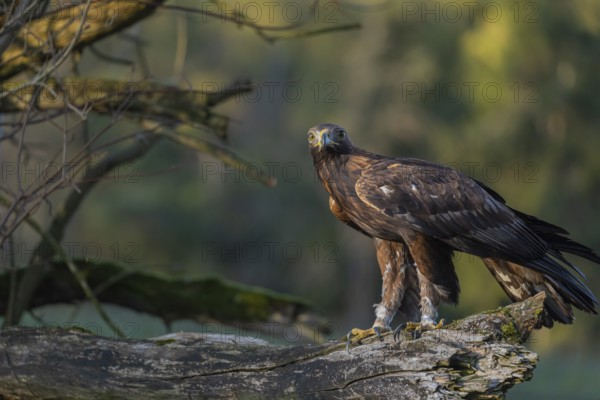 One golden eagle (Aquila chrysaetos) sitting on a broken and rotting log with fall foliage in the background