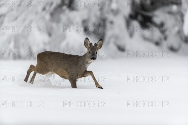 One young male Roe Deer, Roe buck (Capreolus capreolus), running through deep snow. Trees in the background