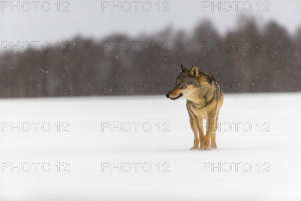 One male eurasian gray wolf (Canis lupus lupus) walking thru deep snow during snow fall. A forest in the background