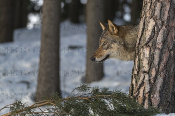 Portrait of one male eurasian gray wolf (Canis lupus lupus) standing between trees in a snowy forest in sweet morning light