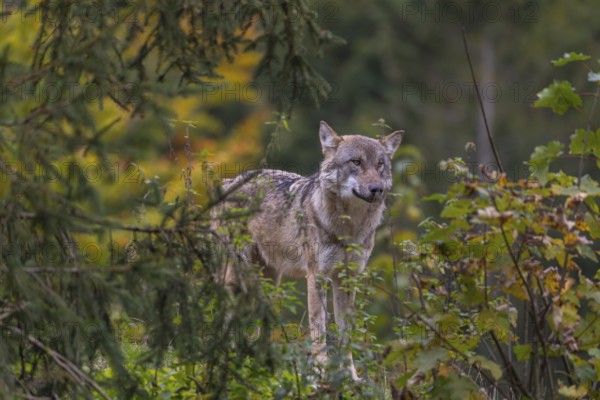 One eurasian gray wolf (Canis lupus lupus) standing in green vegetation. Some fall colours in the background