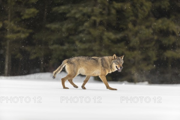 One male eurasian gray wolf (Canis lupus lupus) walking thru deep snow during snow fall. A forest in the background