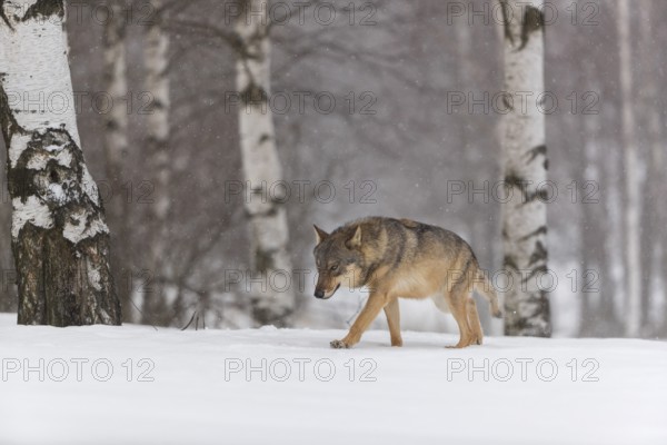 One male eurasian gray wolf (Canis lupus lupus) walking thru deep snow during snow fall. A forest in the background