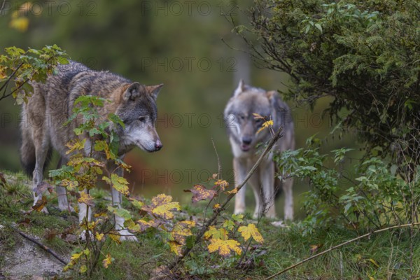 Two eurasian gray wolf (Canis lupus lupus) standing on a small hill between fall foliage