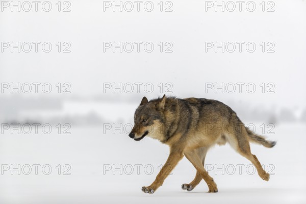 One male eurasian gray wolf (Canis lupus lupus) walking thru deep snow during snow fall. A forest in the background