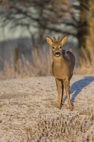 Roe deer on hoar frosted meadow at minus 15 °C at sunrise. Trees and dead stinging nettle in background