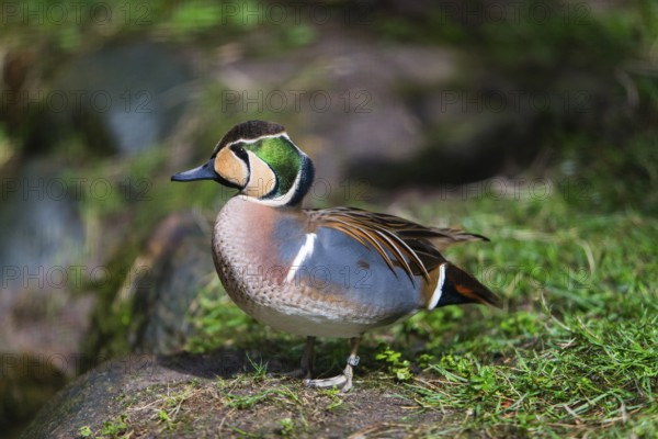 Baikal Teal (Anas formosa), male bird, resting at the side of a lake, captive, Hesse, Germany, Europe