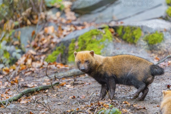 One Bush dog (Speothos venaticus) walking thru deforested area with dead leaves on the hilly ground in a former forest. Near threatened. Suriname, Guyana, Brazil and Peru, South America