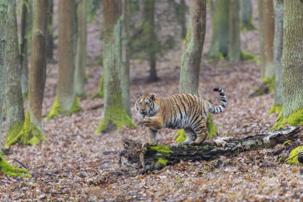 One young female Siberian Tiger, Panthera tigris altaica, playing with some rotten wood in a forest