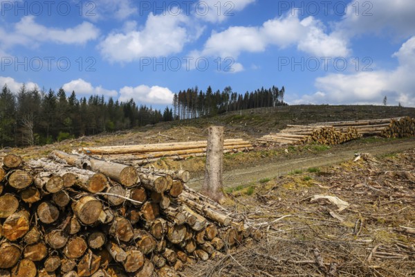 27.04.2022, Hilchenbach, North Rhine-Westphalia, Germany, Forest dieback in the Siegen-Wittgenstein district in the Sauerland, drought and bark beetles damage the spruce trees in the coniferous forest. Dead spruce trees were felled, Europe