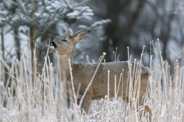 Roe deer standing in hoar frosted dead stinging nettle at minus 15 °C at sunrise. Licking off the hoar frost. Trees and dead stinging nettle in background