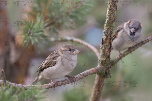 Two house sparrows, Passer domesticus sitting on a twig in a bush