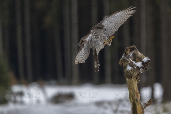 Northern goshawk, Accipiter gentilis, flying through a forest in winter and lands on a dead branch of a tree
