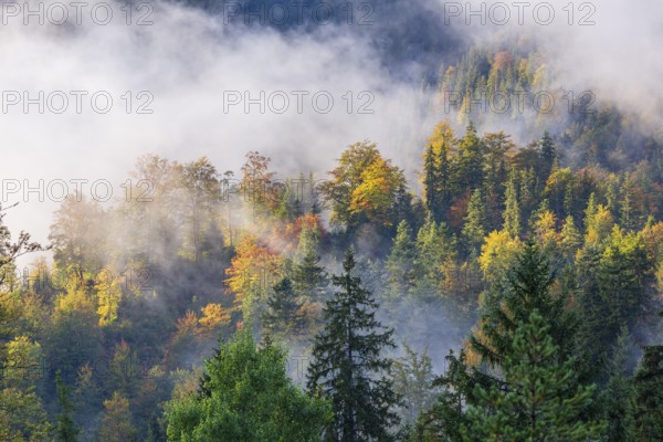 Isar valley nature conservancy area. The wild Isar river flows through its gravel bed past driftwood and entrained trees and bushes . Early morning
