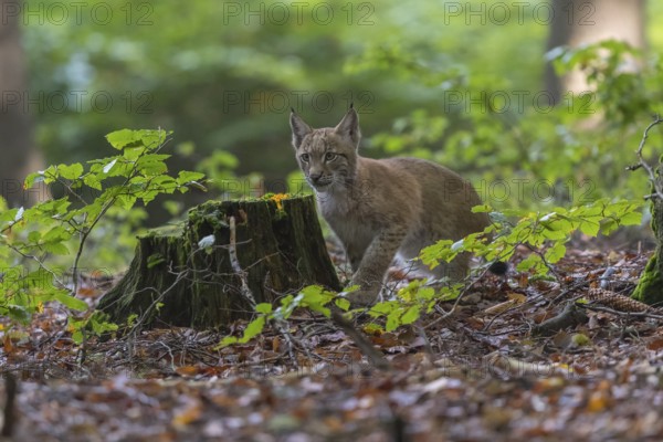 One young Eurasian lynx, (Lynx lynx), walking thru a forest. Green vegetation around him