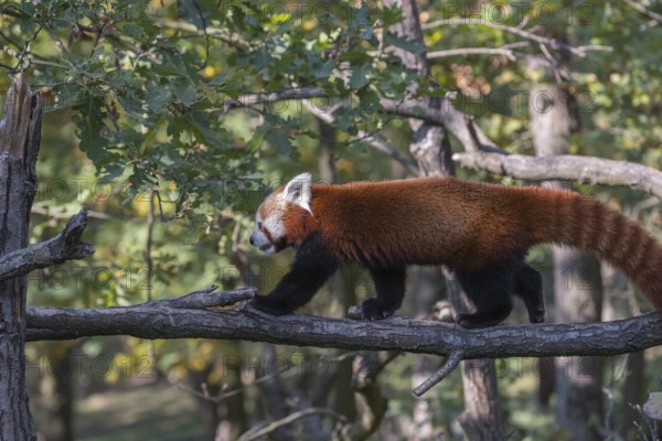 One red panda, Ailurus fulgens, walking on a branch high in a tree on a sunny day
