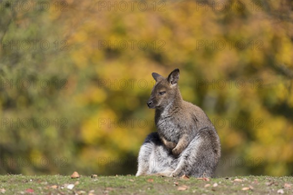 Red-necked wallaby or Bennett's wallaby (Macropus rufogriseus) sitting in the morning sun with forest in the background