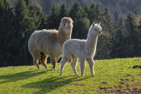 A white adult female Alpaca (Vicugna pacos) and a white young stand on a green meadow . A forest is in the distant background