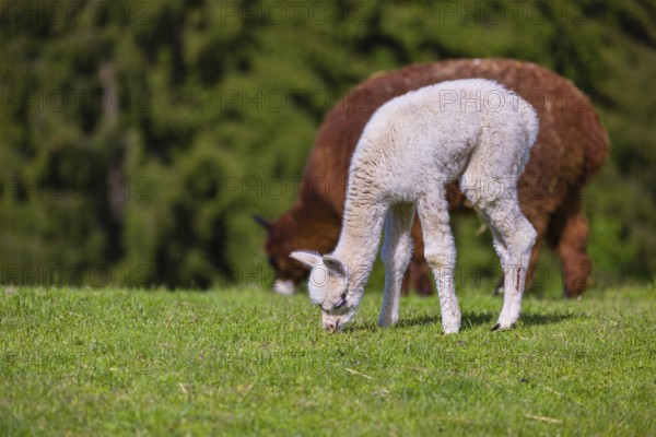 One brown female Alpaca (Vicugna pacos) stands with her young on a fresh green meadow . A green forest in the distant background