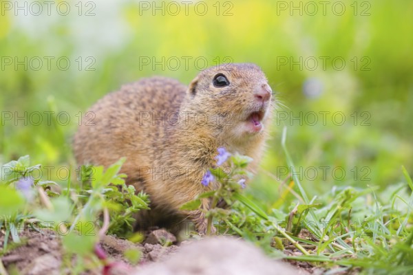 An adult European ground squirrel (Spermophilus citellus) or European souslik sits in green gras