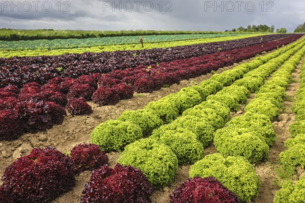 Soest, Sauerland, North Rhine-Westphalia, Germany - Vegetable cultivation, lettuce plants grow in rows in the field, oak leaf lettuce (Lactus sativa var. crispa), also known as oak leaf lettuce or American lettuce, and Lollo Bianco and Lollo Rosso
