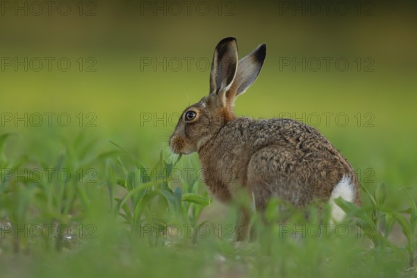 European brown hare (Lepus europaeus) adult animal feeding in a farmland maize field crop in summer, England, United Kingdom, Europe
