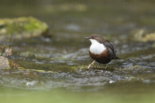 White-throated dipper (Cinclus Cinclus) adult bird on rocks in a river, England, United Kingdom, Europe