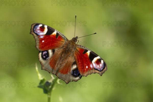 Peacock butterfly (Aglais io) adult insect feeding on Creeping thistle flowers in summer, England, United Kingdom, Europe