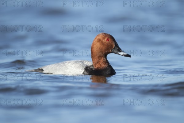 Common pochard duck (Aythya ferina) adult male bird on a lake, England, United Kingdom, Europe