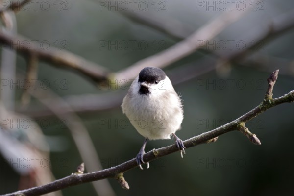 Barn tit (Poecile palustris), songbird, grey, plumage, branch, close-up of a marsh tit with its grey and black feathers
