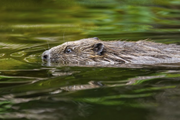 Eurasian beaver (Castor fiber) swimming on a lake, Bavaria, Germany, Europe