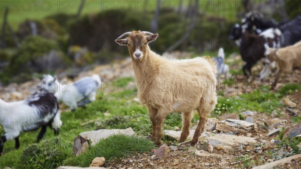 Beige goat standing attentively on rocky ground, surrounded by herd, sheep (e) or goat (n), ovis, caprae, Crete, Greek Islands, Greece, Europe