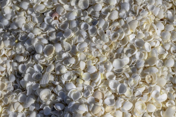 Cockles (Fragum erugatum) on Shell Beach, Hamelin Pool, Shire of Shark Bay, Western Australia, Australia, Oceania