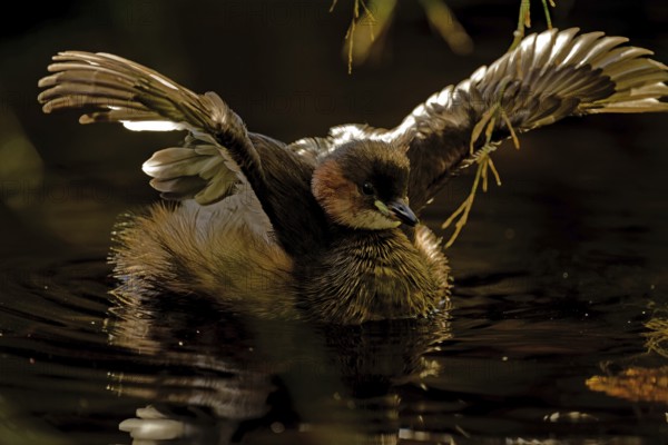 Little grebe (Tachybaptus ruficollis), with spread wings, captive, Alpenzoo Innsbruck, Tyrol, Austria, Europe