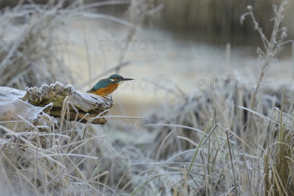 Kingfisher (Alcedo atthis), sits, frosty, ice, winter, Lower Austria