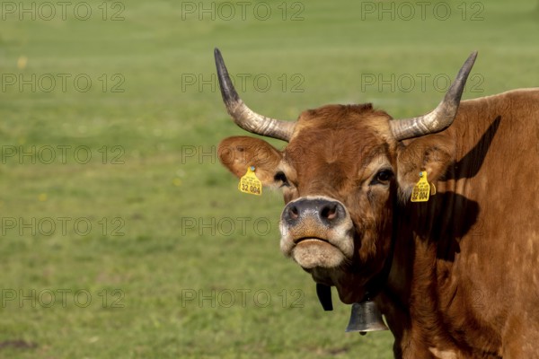 Murnau Werdenfelser cow, cows in a meadow, Bad Heilbrunn, Upper Bavaria, Bavaria, Germany, Europe